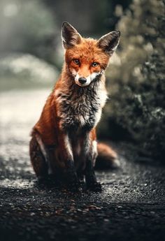 a red fox sitting in the middle of a road