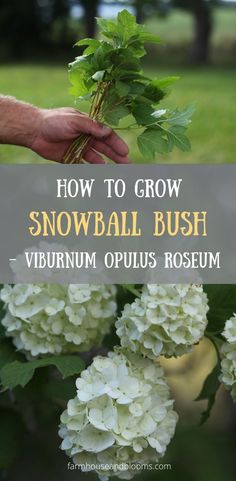 two pictures, one of snowball bush cuttings, and one of snowball bush flowers Snowball Bushes, Snowball Plant, Tv Unit Wall, Viburnum Opulus Roseum, Snowball Bush, Snowball Tree, Snowball Hydrangea, Snowball Viburnum, Viburnum Opulus