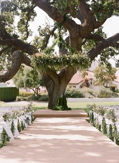 an outdoor ceremony setup under a large tree