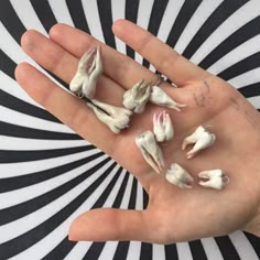 a person's hand holding several small pieces of white stuff