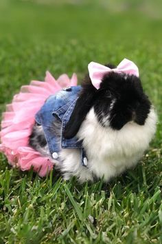 a small black and white rabbit wearing a jean jacket