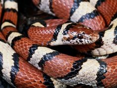 a red and black snake is curled up