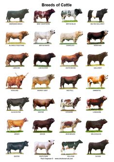 the breeds of cattle are shown in this poster, which shows different colors and sizes