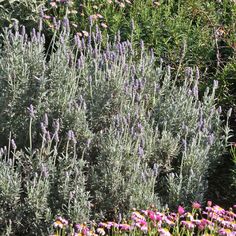 lavenders and other flowers are growing in the garden