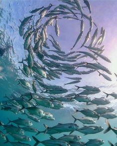 a large group of fish swimming in the ocean