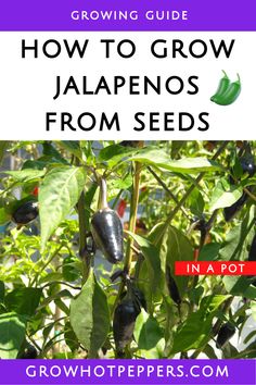 Growing purple Jalapeno plants in pots How To Grow Jalapenos, Grow Jalapenos, Growing Jalapenos, Jalapeno Plant, Growing Hot Pepper, Tomato Problems, Growing Tomatoes From Seed, Growing Peppers, Tomato Farming