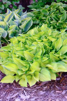 some green plants are growing in the dirt and mulch on the ground next to each other