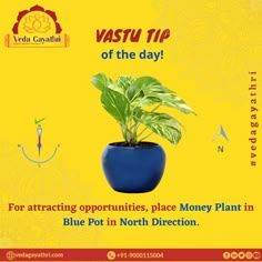 a blue pot with a green plant in it and the words vastu tip of the day