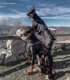 two doberman dogs standing next to each other on top of a rocky hill with mountains in the background