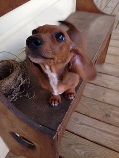 a brown and white dog sitting on top of a wooden bench next to a bird nest