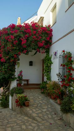 a white building with red flowers growing on it's side