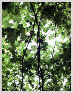 looking up at the leaves and branches of a tree