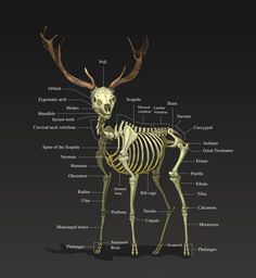 the anatomy of a deer's body with all its bones and muscles labeled in it