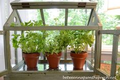 three potted plants are growing in an old window sill as if it were a greenhouse