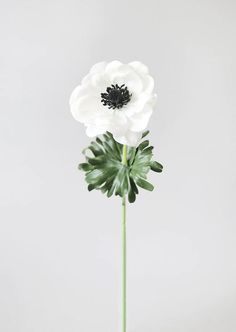 a white flower with green leaves in a vase