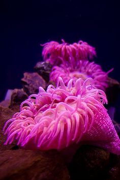 two pink sea anemones are sitting on rocks