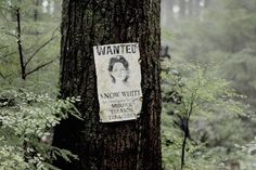 a wanted sign on a tree in the woods