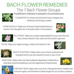 the 7 flower remedies for each individual to use in their garden or home