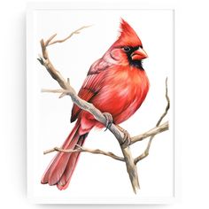 a red bird sitting on top of a tree branch