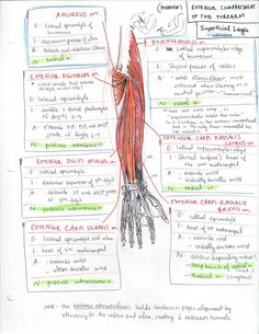 the muscles and their functions are labeled in this hand drawn diagram, as well as text