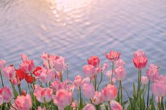 pink tulips are blooming in front of a body of water at sunset