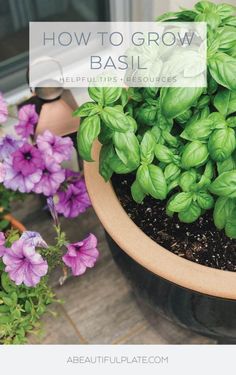 a potted basil plant with purple flowers in it and the words how to grow basil