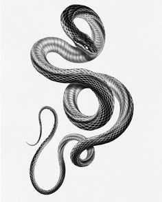 a black and white drawing of a snake