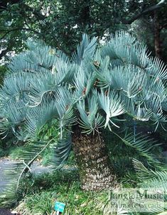 a large green tree sitting in the middle of a forest