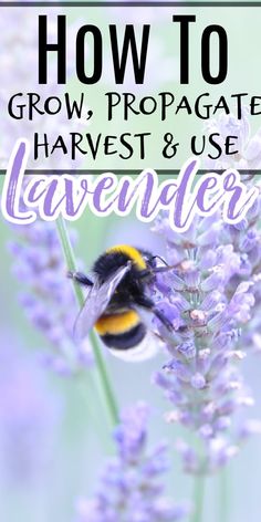 a close up of a bee on a flower with text overlay reading how to grow, propagate, harvest, and use lavender