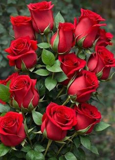 Norm A Iris Norma Alejandro Roses Only, Rose Flower Photos, Love Rose Flower, Rose Belle, Rose Flower Pictures, Good Morning Flowers Quotes, Rose Flower Wallpaper, Beautiful Red Roses, Flower Arrangements Simple