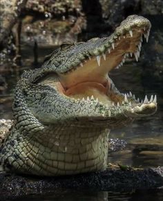 an alligator is sitting in the water with its mouth open