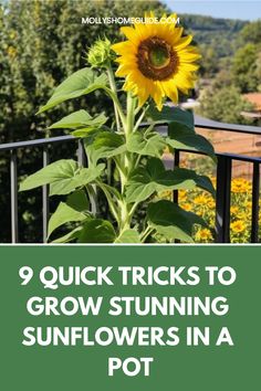 a sunflower with the words 9 quick tricks to grow stunning sunflowers in a pot