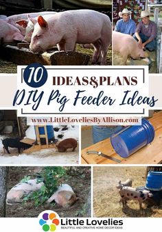 several pictures of pigs in their pen with the words 10 ideas for pig feeders