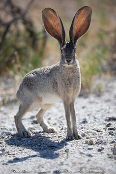 a small rabbit standing on top of a dirt field