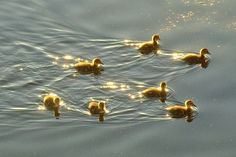 four ducks swimming in the water with their heads turned to the side and one duckling is looking at the camera