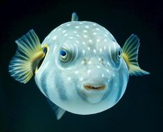 a close up of a fish with blue eyes and yellow tips on it's head