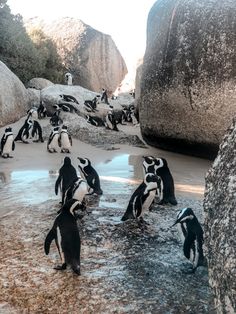 several penguins are standing in the water near large rocks