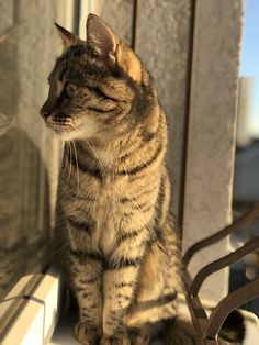 a cat sitting on the window sill looking out