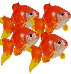 four red and yellow goldfish are shown in this image, with one fish facing the camera