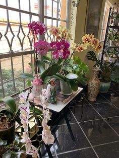 orchids and other flowers are on display in the window sill, along with potted plants