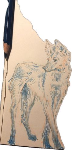 a pencil drawing of a wolf standing on top of a piece of paper next to a pen