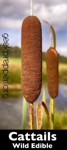 an image of cattails with the caption wild edible