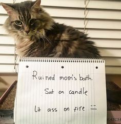 a cat sitting on top of a sign that says, run red mom's bath sat on candle it was on free