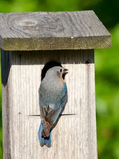 a blue bird sitting on top of a wooden bird house