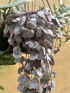 Funny Succulent Names: Hanging String of Hearts Leaves Succulent Names, Hanging Leaves, Ceropegia Woodii, Chain Of Hearts, Ghost Plant, String Of Hearts, Euphorbia Milii, Zebra Plant, Ice Plant