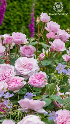 pink roses are blooming in the garden next to purple and white flowers with green leaves