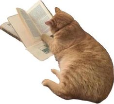 an orange cat laying on its back and reading a book with it's tail curled up