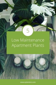 some plants and candles on a table with the words low maintenance apartment plants