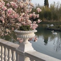 a swan swimming in a pond next to a white fence with flowers on the railing