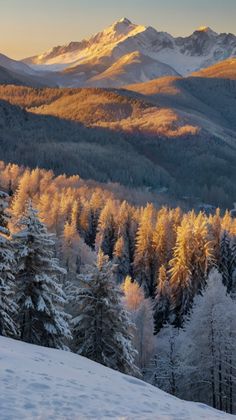 Mystical Places, Landscape Photography Nature, Winter Wallpaper, Golden Light, Evergreen Trees, Setting Sun, Winter Beauty, Camping Art, Golden Lights